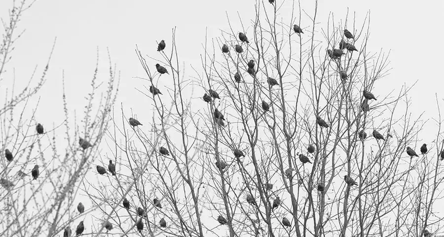 Protection de bâtiments par fauconnerie