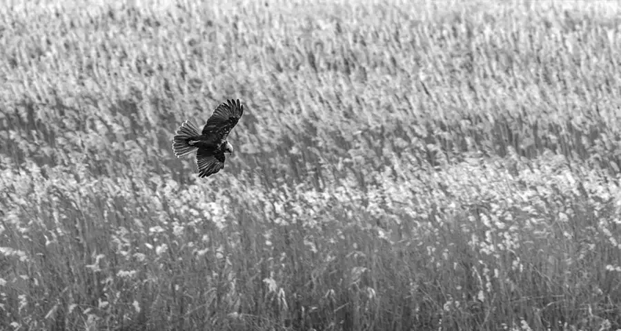 Protection de bâtiments par fauconnerie