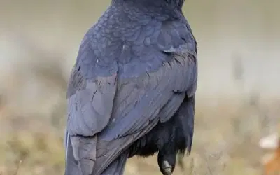 Des rapaces mobilisés pour faire fuir les corbeaux à Semur-en-Auxois