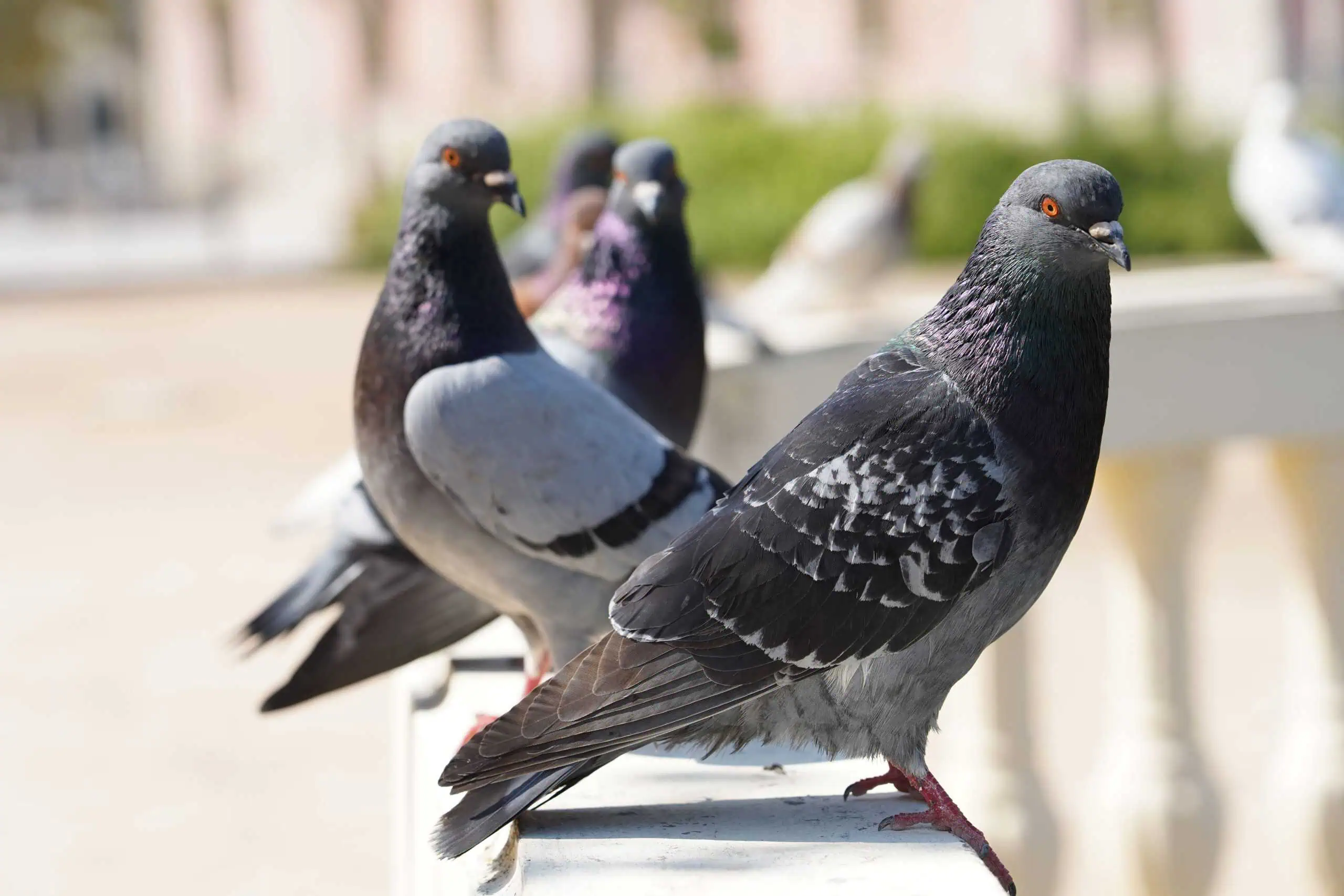 Nuisible-pigeon-01 Pigeons de ville
