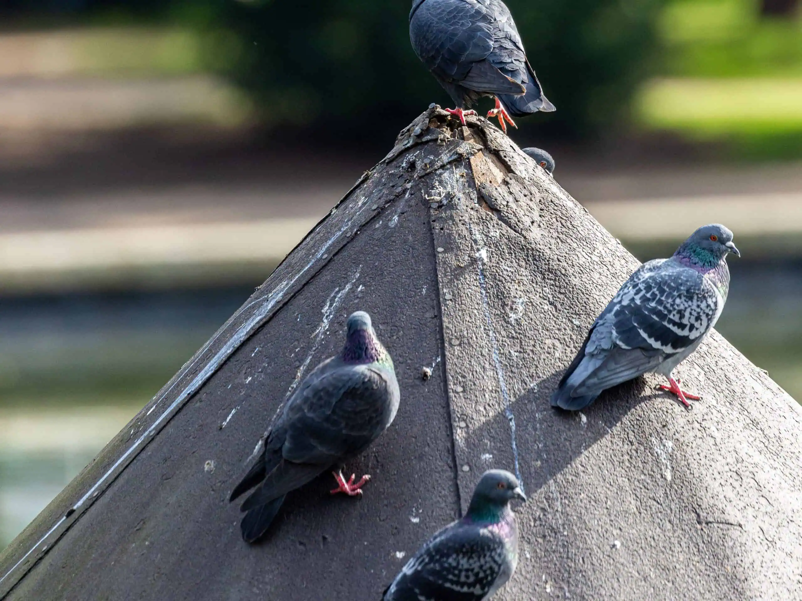 Piegeage-pigeon-02 Chasse pigeon magasin