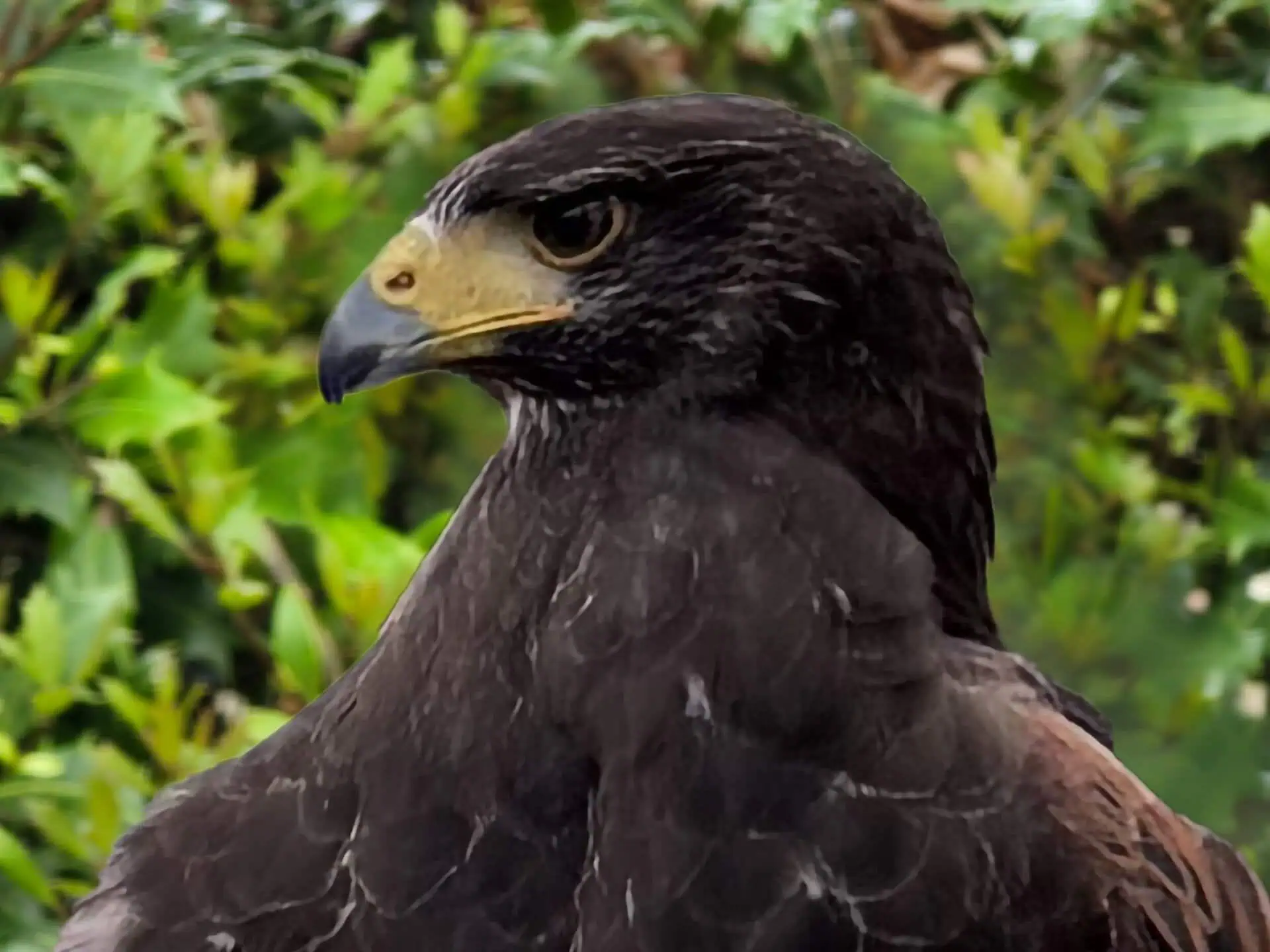 Nos Rapaces 2 Nos Rapaces