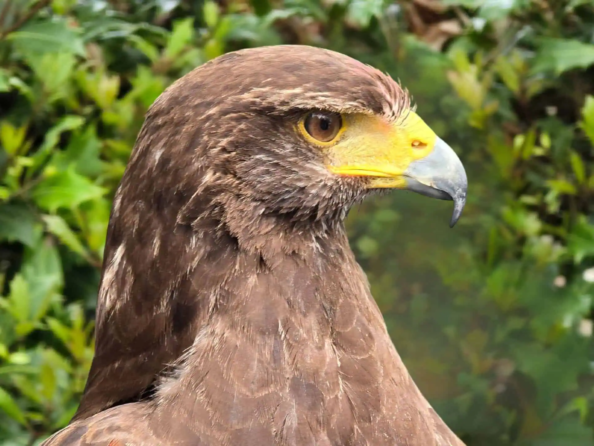 Nos Rapaces 4 Nos Rapaces
