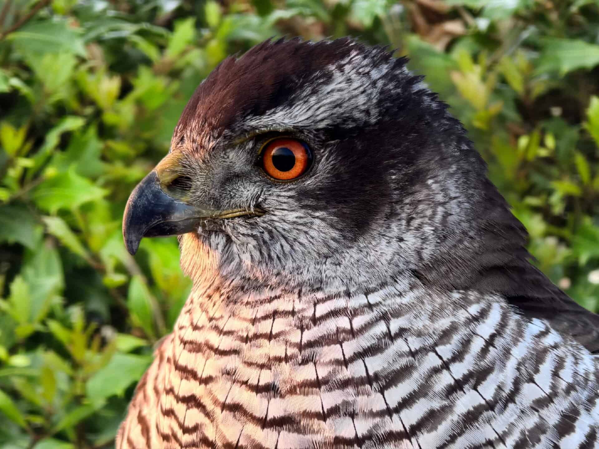 Nos Rapaces 6 Nos Rapaces