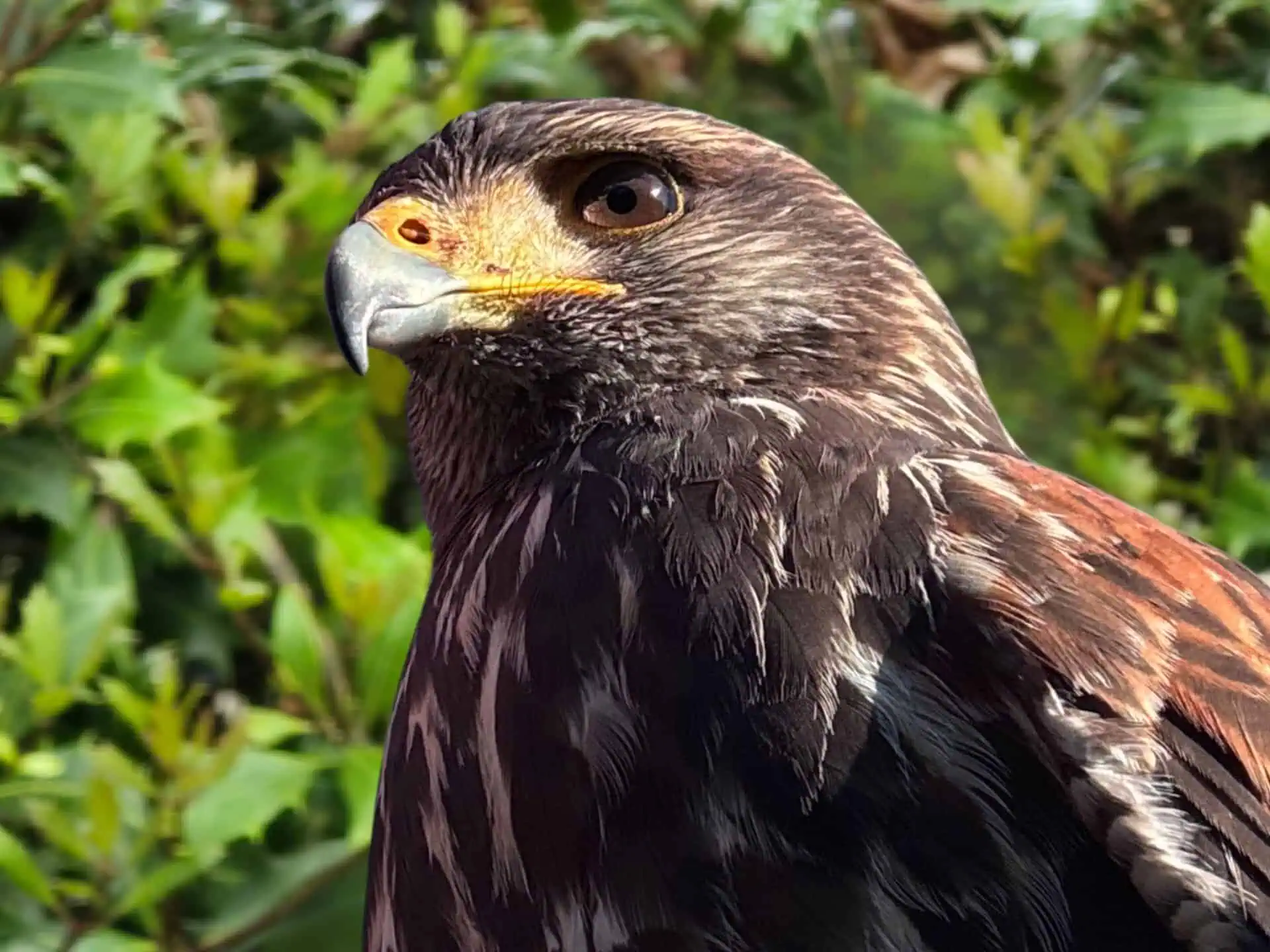 Nos Rapaces 5 Nos Rapaces