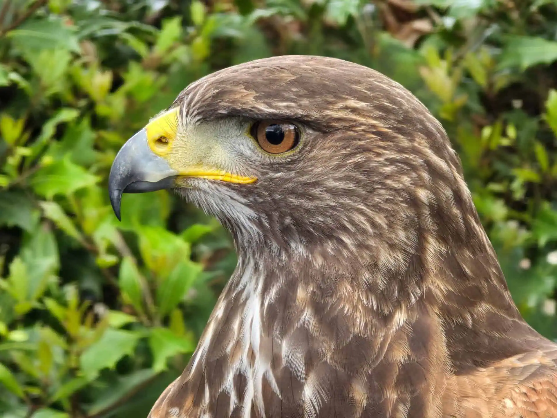 Nos Rapaces 1 Nos Rapaces