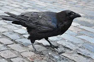 Effarouchement Corbeaux