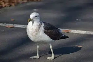 Effarouchement Goelands & mouettes