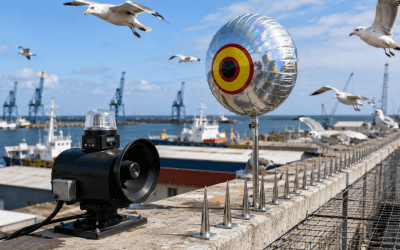 Effarouchement des oiseaux : toutes les méthodes comparées