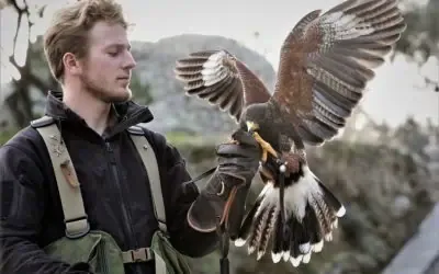 Rencontre avec Alexis Vignon : 10 ans de passion pour la fauconnerie moderne