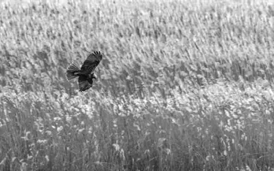 Qu’est-ce que la fauconnerie et la bio-prédation