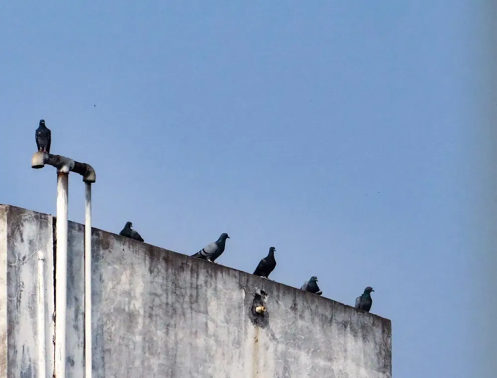 faire fuir les pigeons sur site industriel
