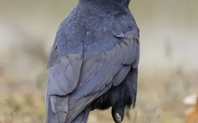 Des rapaces mobilisés pour faire fuir les corbeaux à Semur-en-Auxois