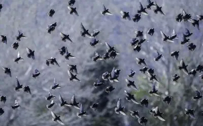 Opération de Bio-Prédation à Saint-Galmier