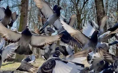 Prolifération des pigeons à Nogent-le-Roi