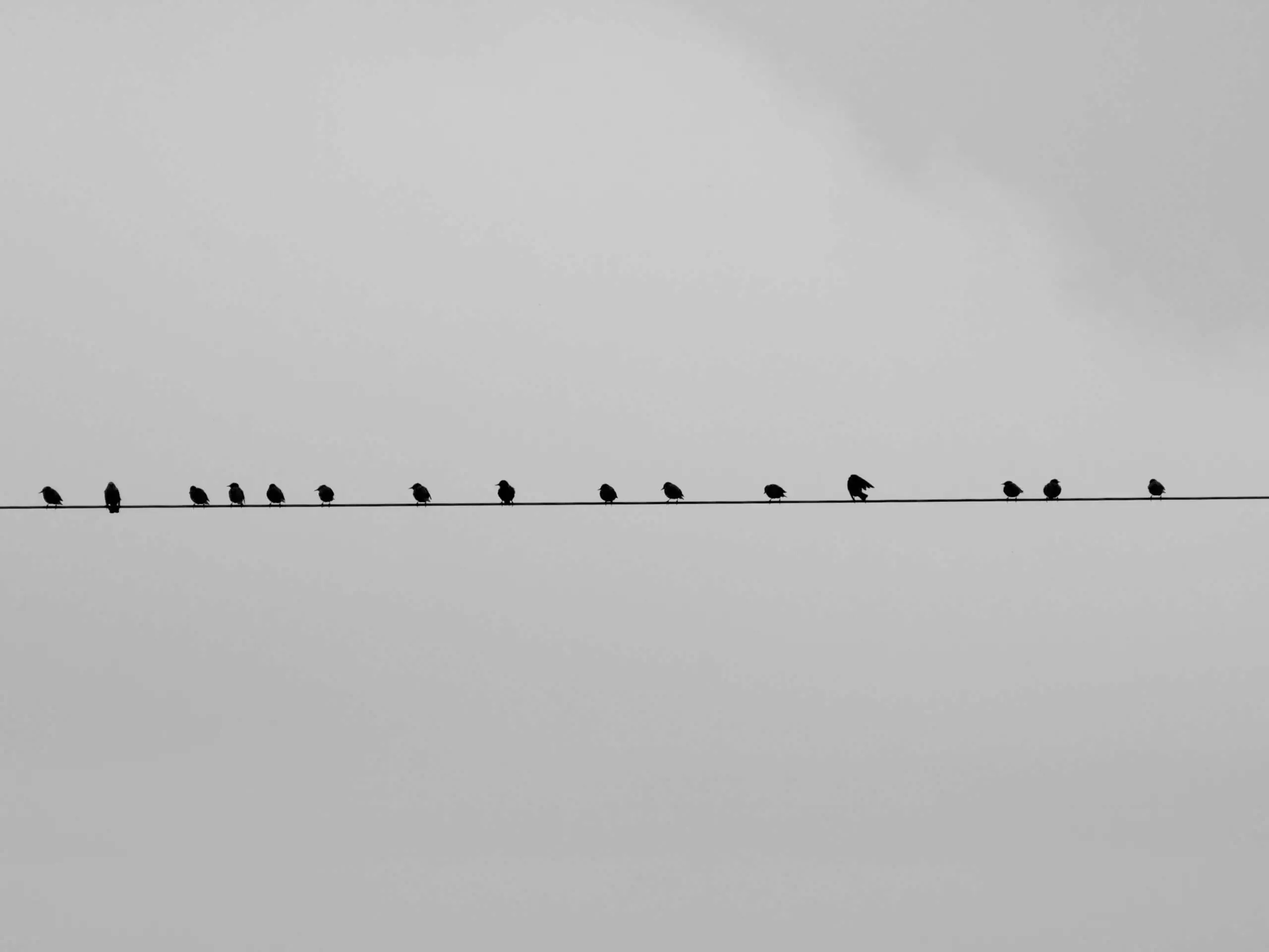 Chasse pigeon magasin