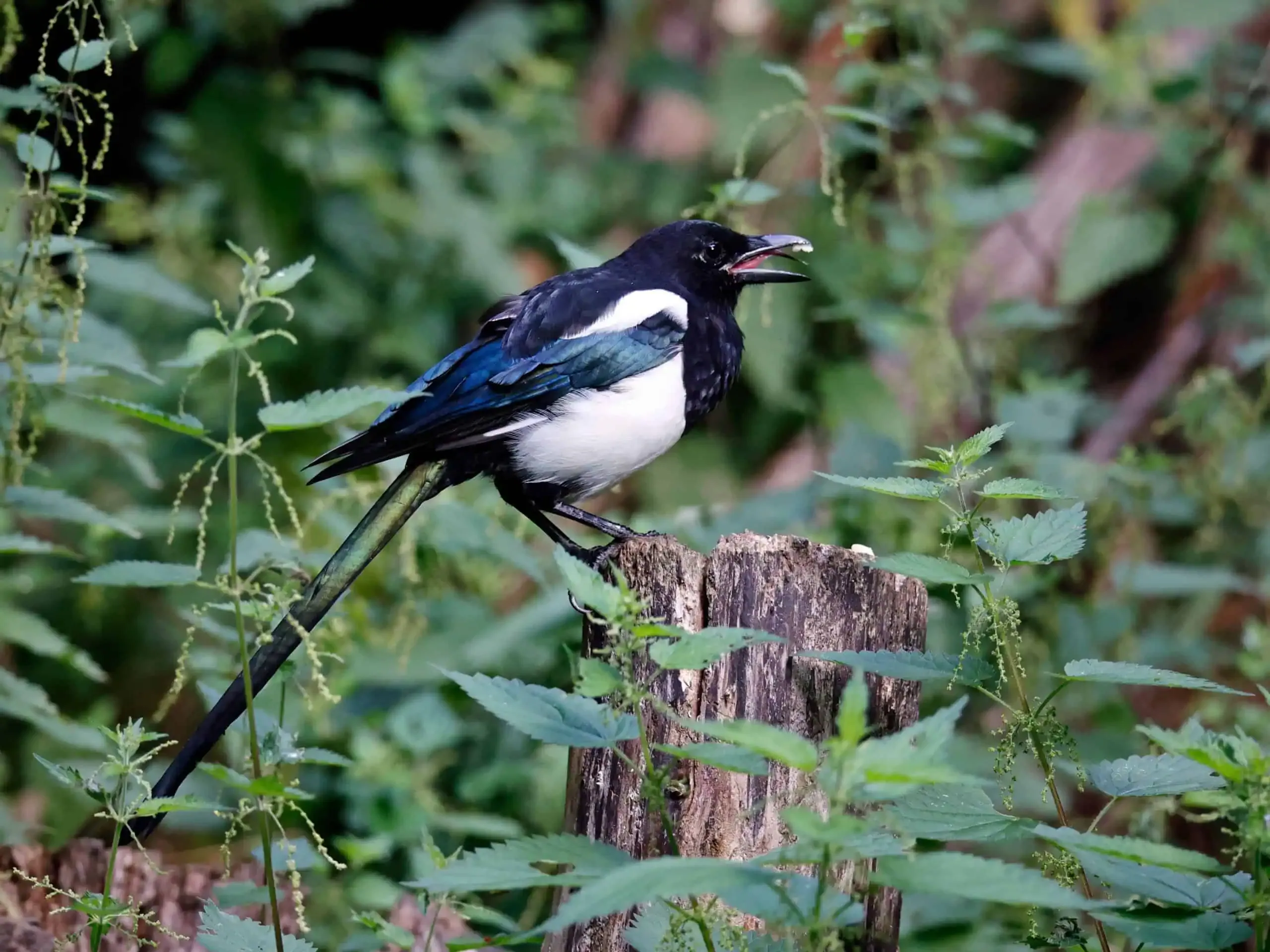 Chasse pigeon magasin