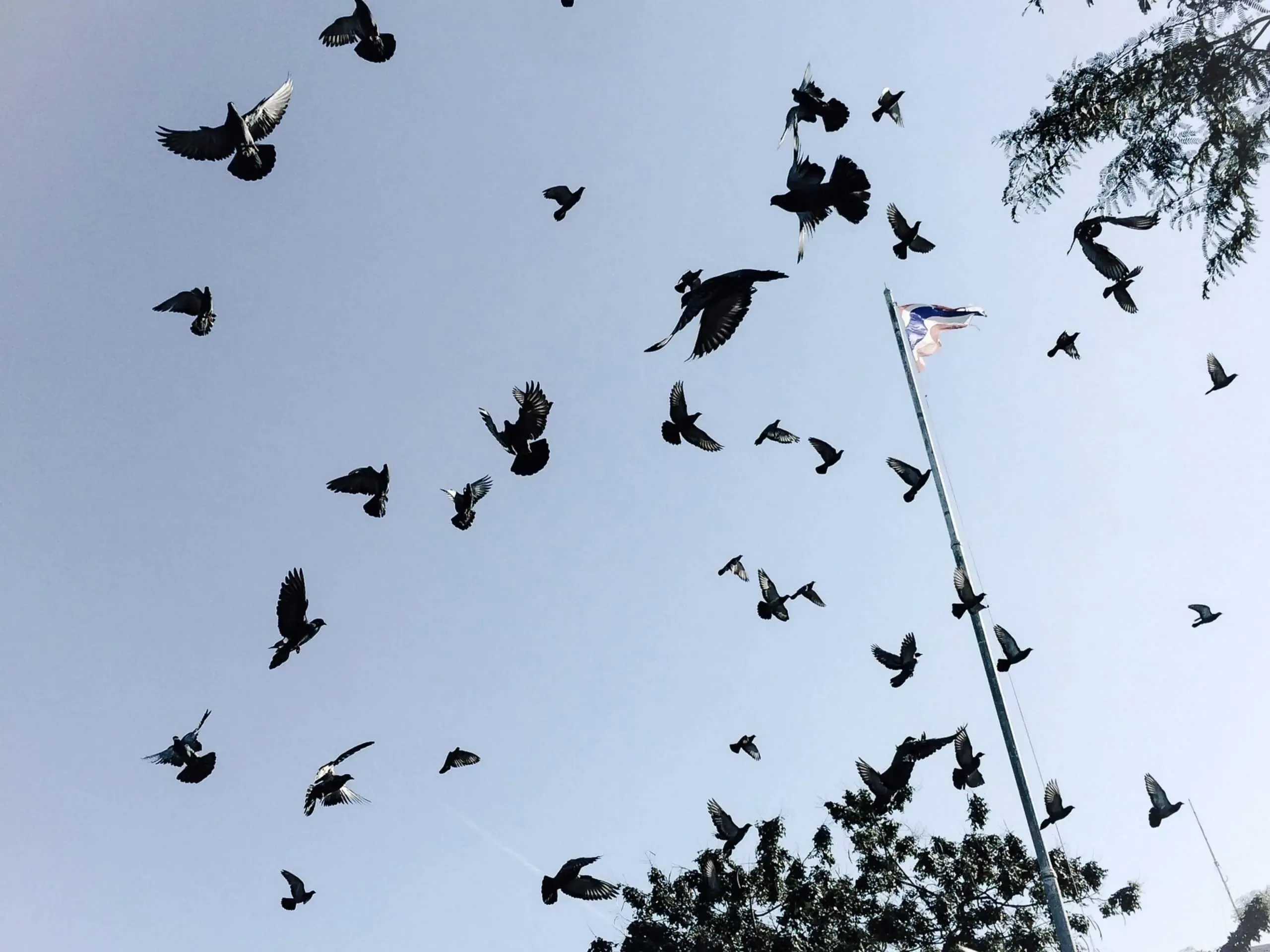 Chasse pigeon magasin