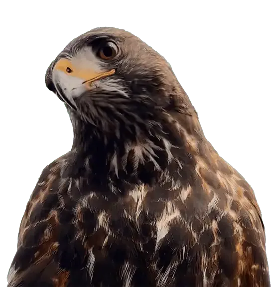 Fauconnier professionnel Lille - expert dépigeonnage