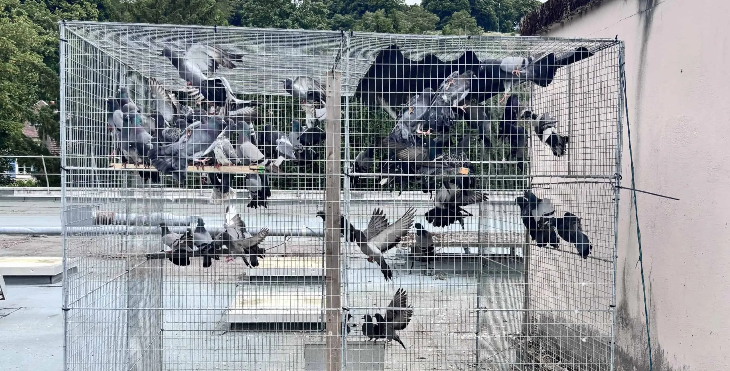 Réalisation dépigeonnage Clermont-Ferrand 1