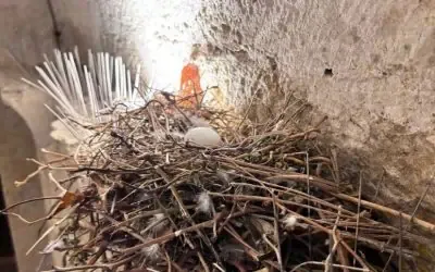 Pics anti-pigeon VS pigeons urbains : qui gagne vraiment ?