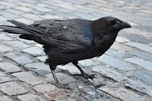 Effarouchement Corbeaux