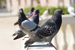Effarouchement Pigeons